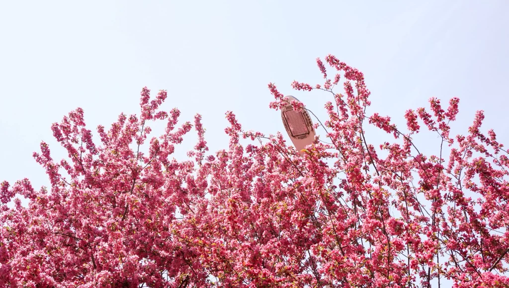 Pink Crabapple Blossom Petals warm Branches
