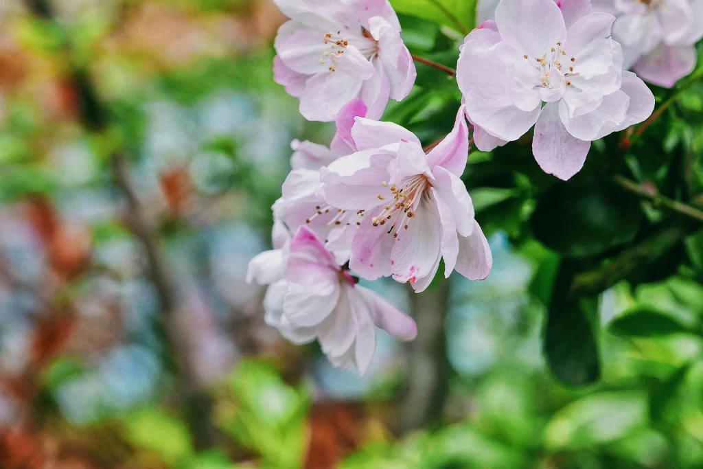 Pink Crabapple Blossom Petals Stamen Green