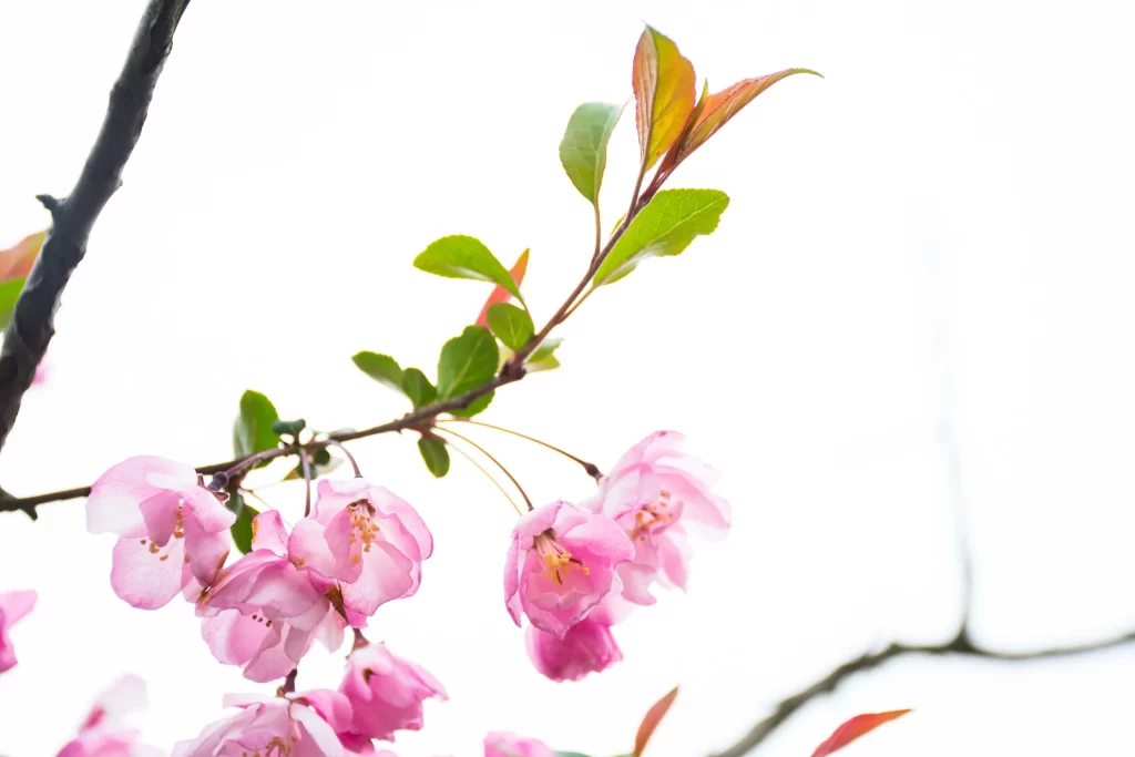 Pink Crabapple Blossom Petals white Branch