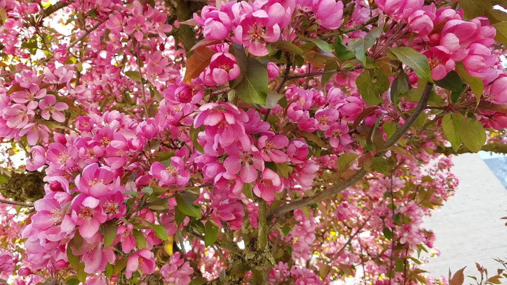 Pink Crabapple Blossom Petals Blooming warm Branches