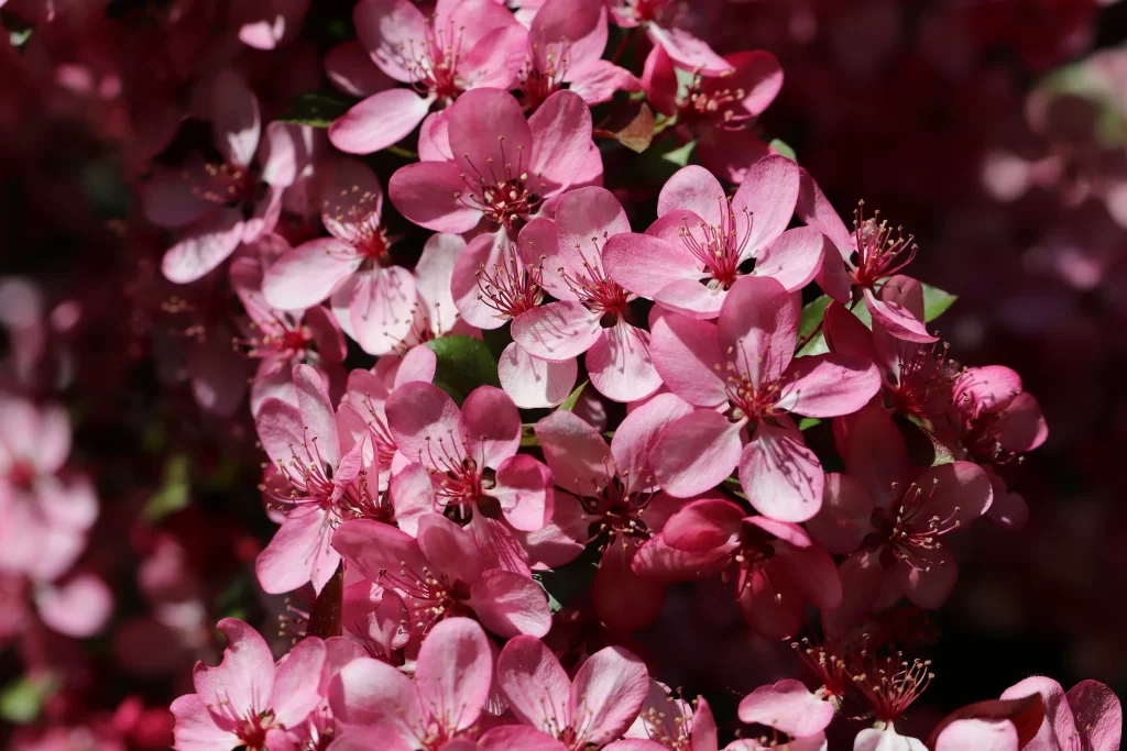 Pink Crabapple Blossom Petals warm Stamen