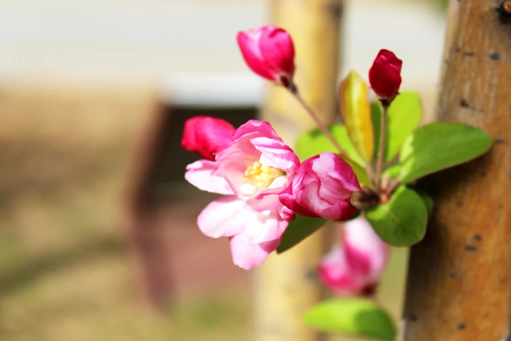 Pink Crabapple Blossom Petals Green warm Leaves