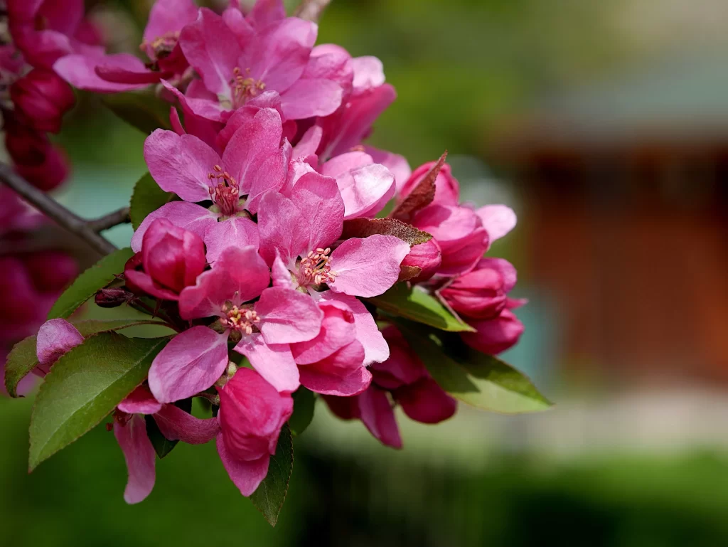 Pink Crabapple Blossom Petals Green warm Leaves
