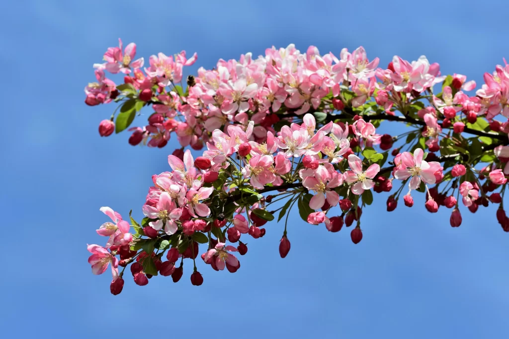 Pink Crabapple Blossom Petals Branch Blue cool Sky