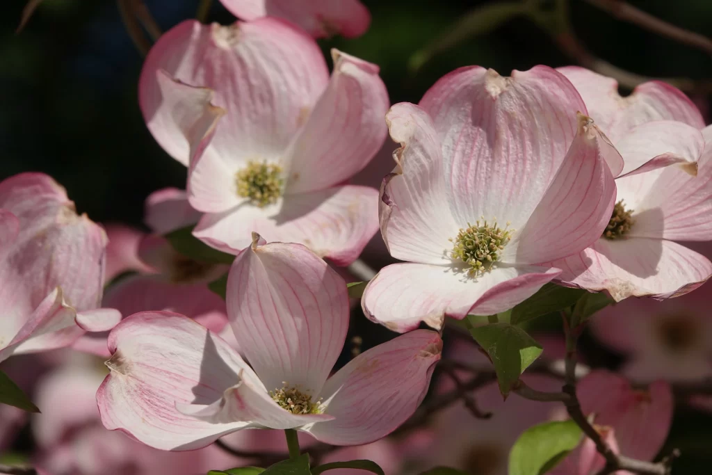 Pink Crabapple Blossom Petals Yellow gray Stamens