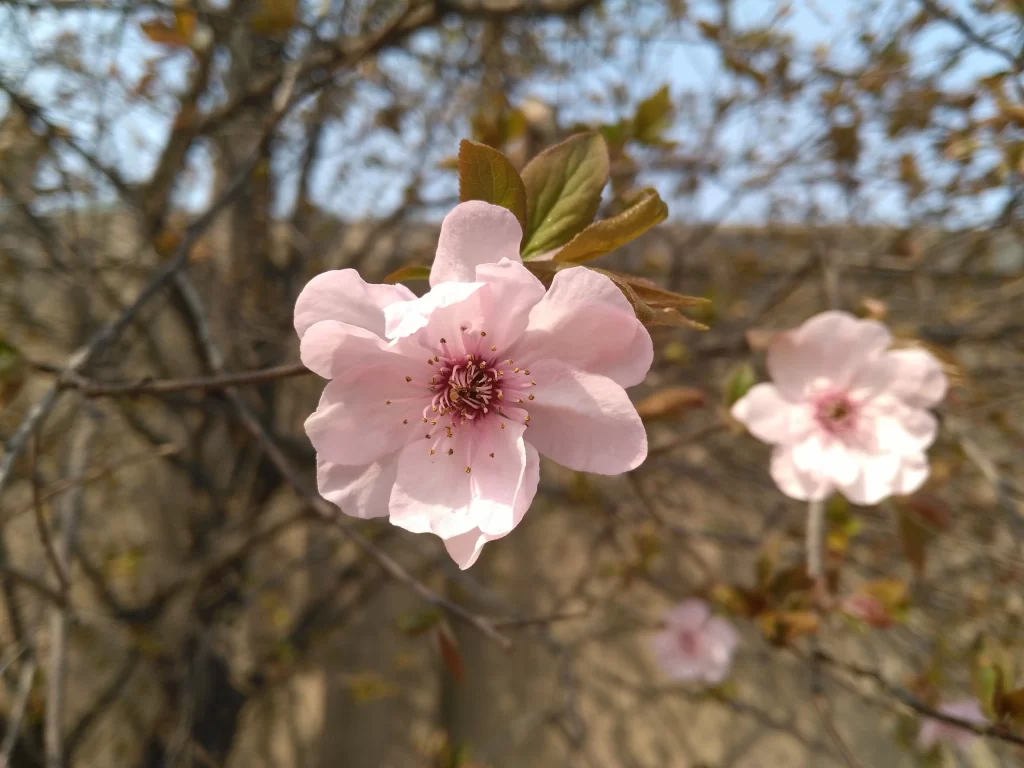 Pink Crabapple Blossom Petals Nature