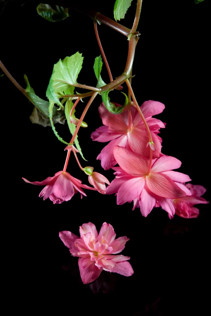 Pink Crabapple Blossom Petals dark Blooming