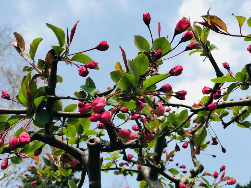 Pink Crabapple Blossom Petals Branches gray Leaves