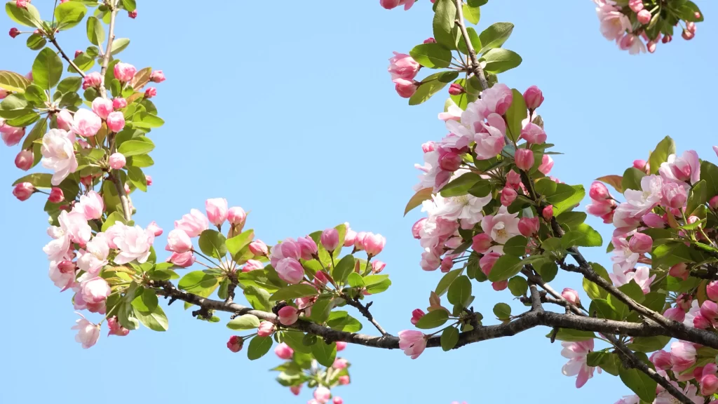 Pink Crabapple Blossom Petals Branches Blue gray Sky