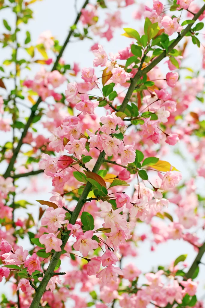 Pink Crabapple Blossom Petals gray Branches