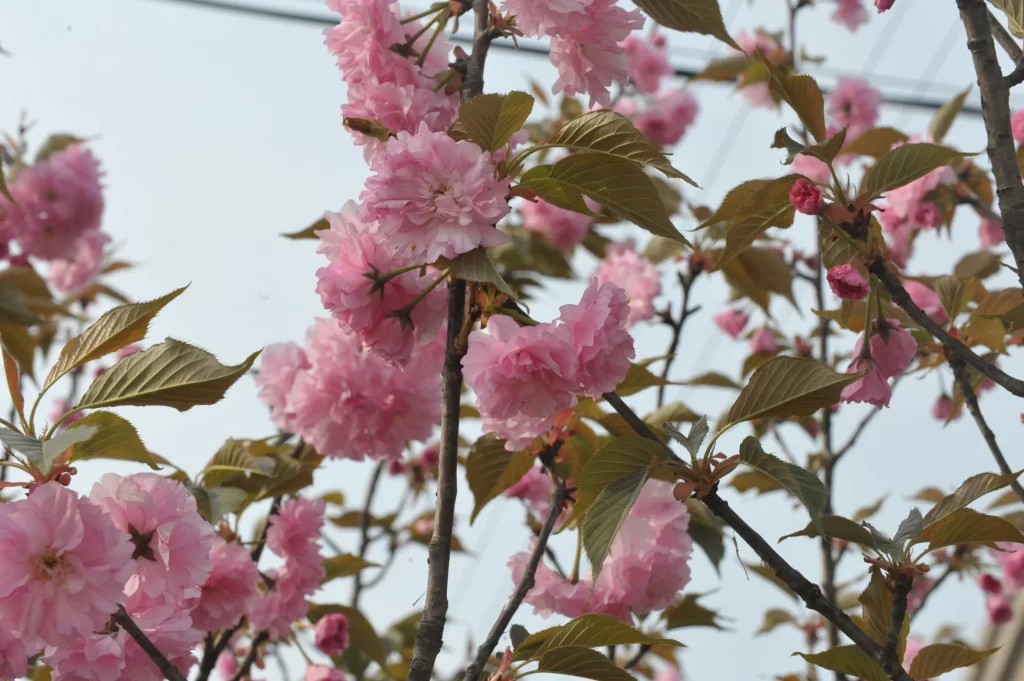 Pink Crabapple Blossom Petals Branches gray Leaves