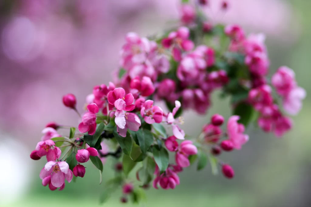 Pink Crabapple Blossom Petals gray Branch