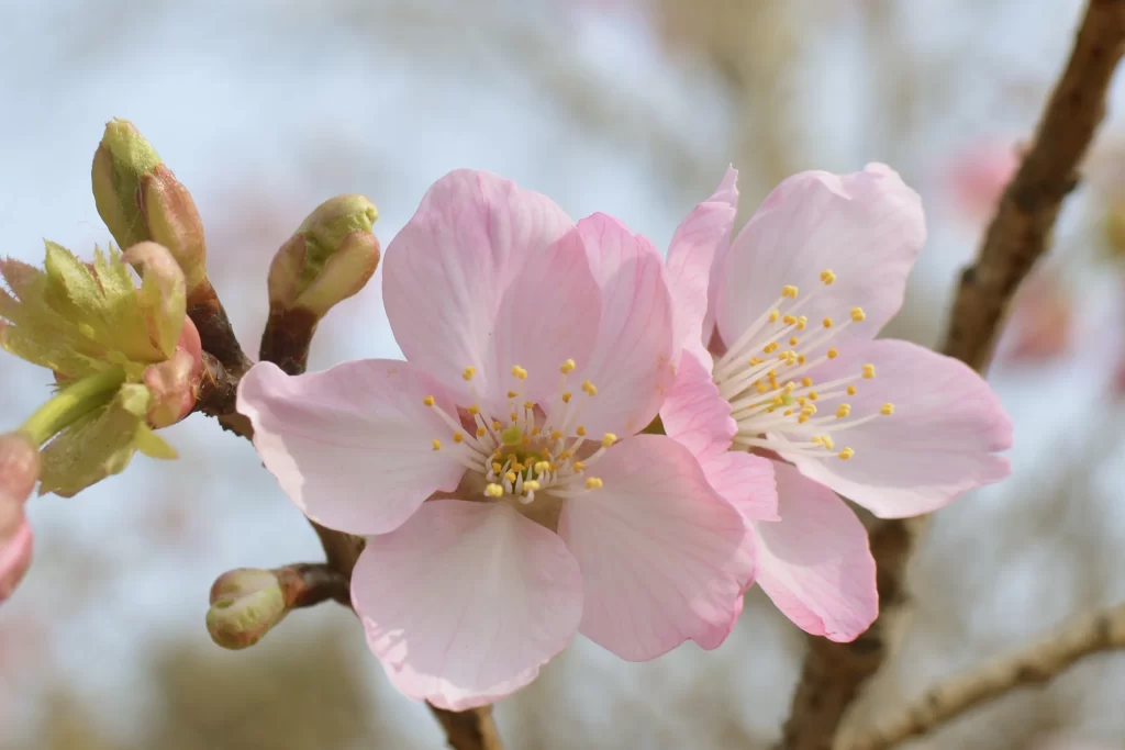 Pink Crabapple Blossom Petals Yellow gray Stamen