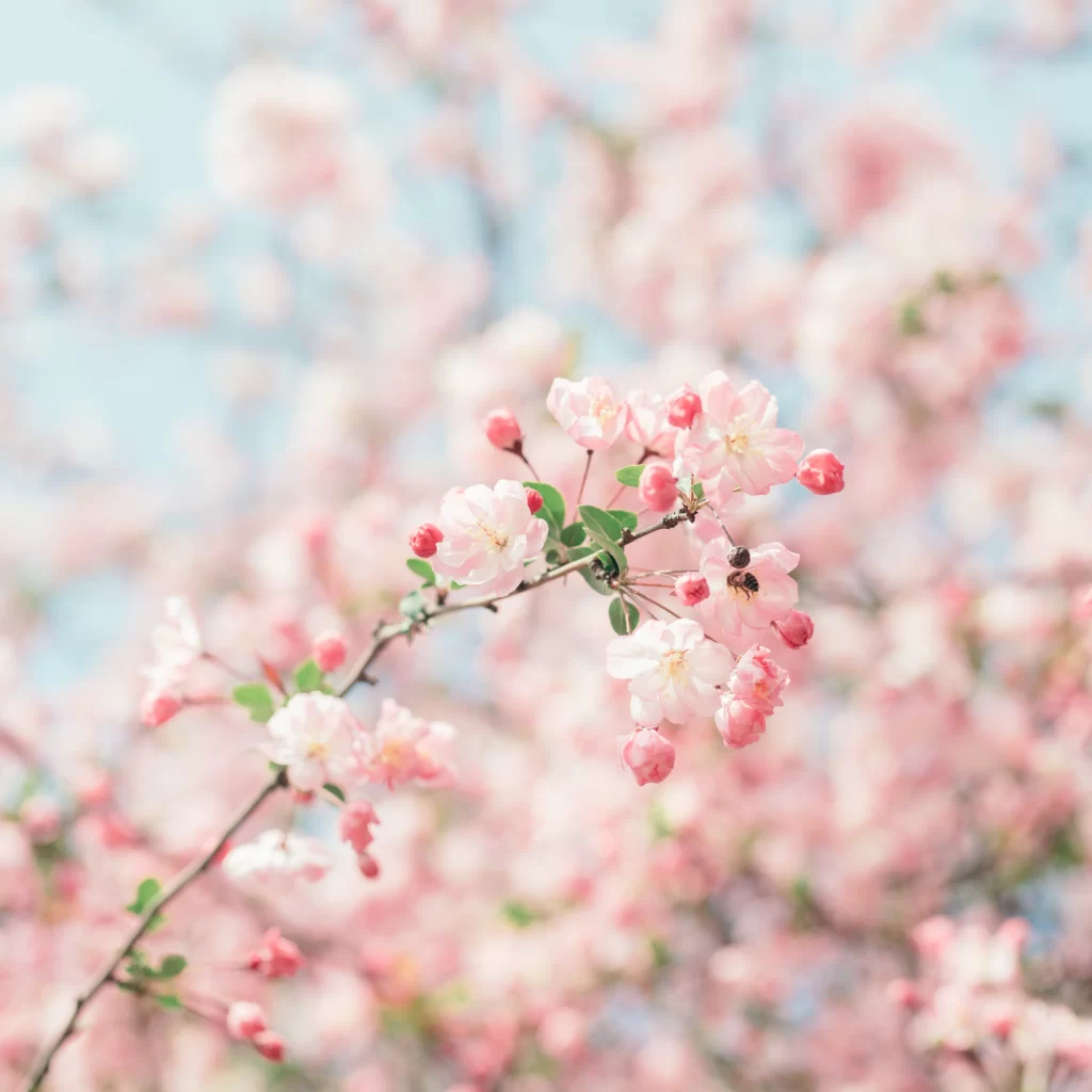 Pink Crabapple Blossom Petals gray Branches