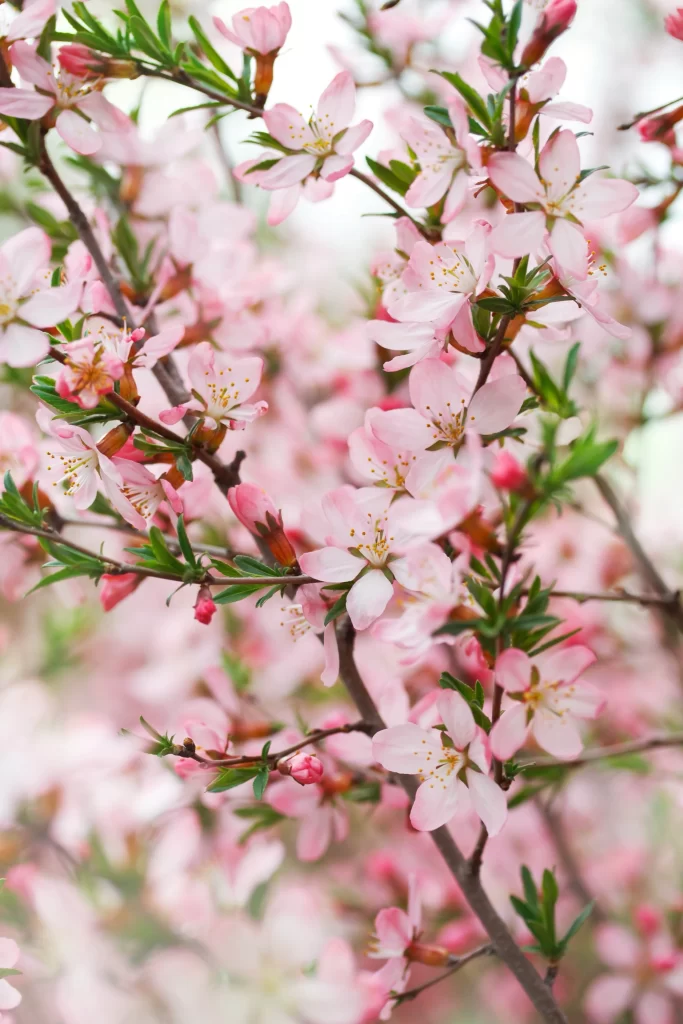Pink Crabapple Blossom Petals gray Branches
