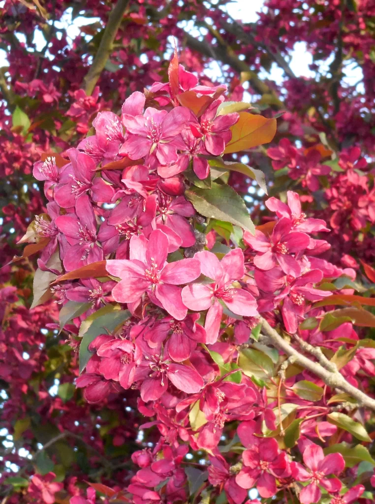 Pink Crabapple Blossom Petals warm Branches