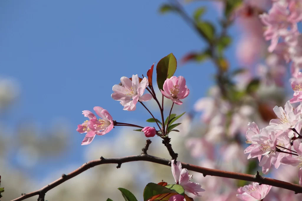 Pink Crabapple Blossom Petals Branch Blue gray Sky