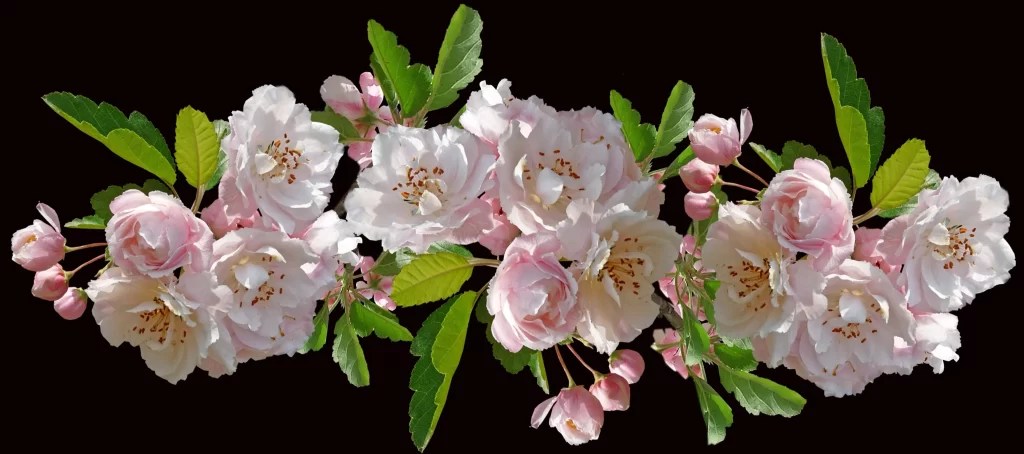 Pink Crabapple Blossom Petals Leaves