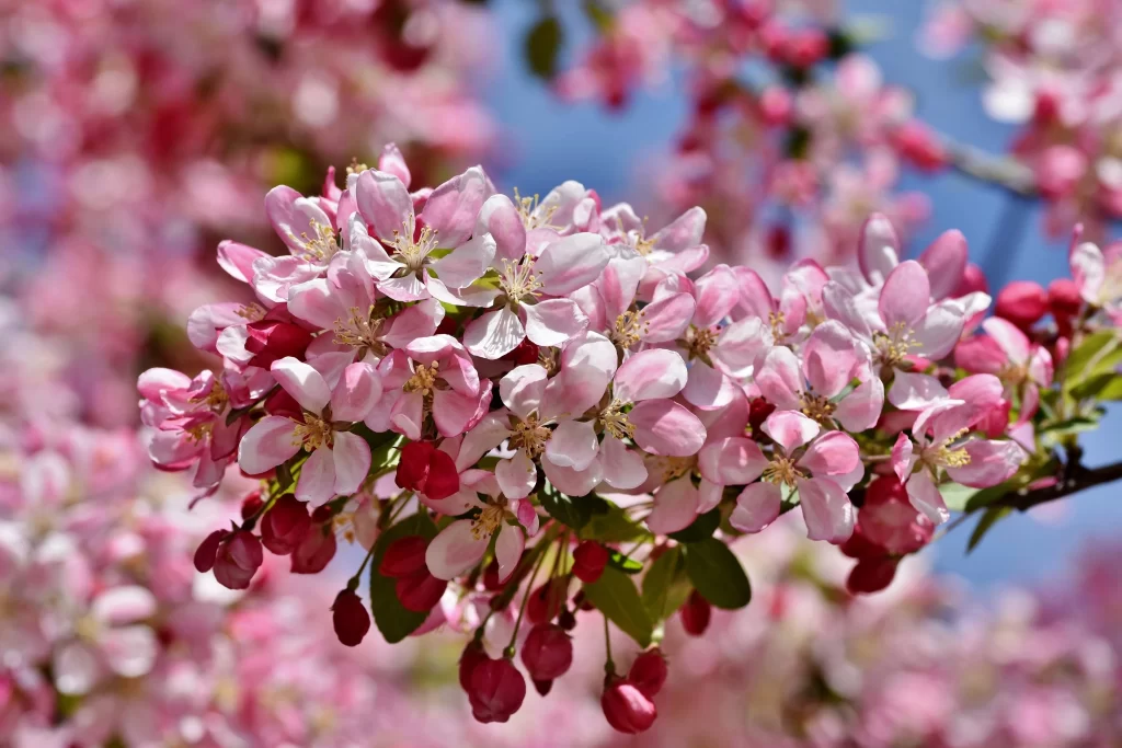 Pink Crabapple Blossom Petals Buds Blue Sky