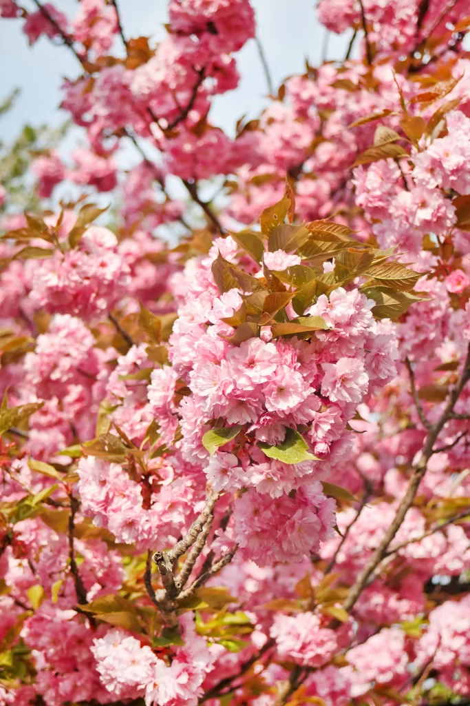 Pink Crabapple Blossom Petals warm Branches