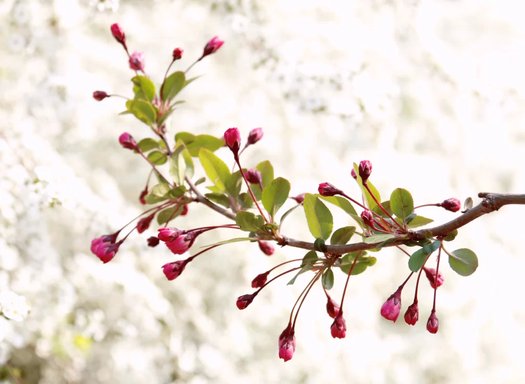 Pink Crabapple Blossom Petals white Branch