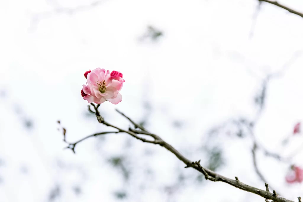 Pink Crabapple Blossom Petals white Branch