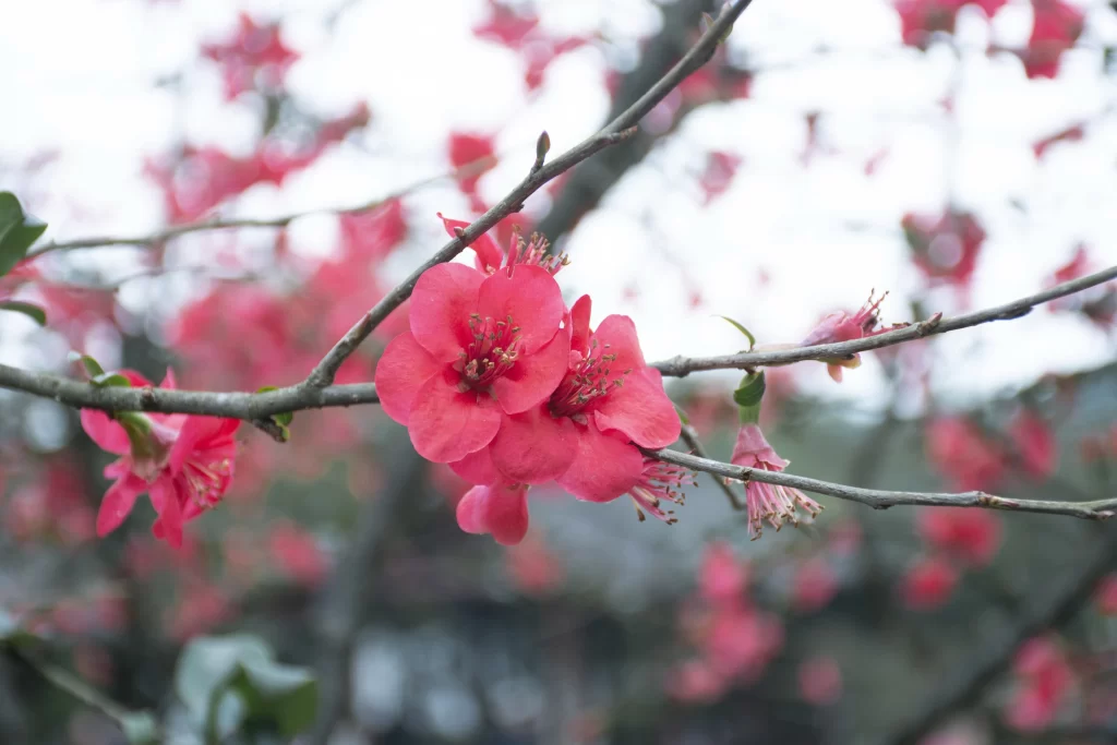 Pink Crabapple Blossom Petals gray Branches