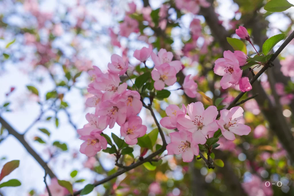 Pink Crabapple Blossom Petals gray Branches