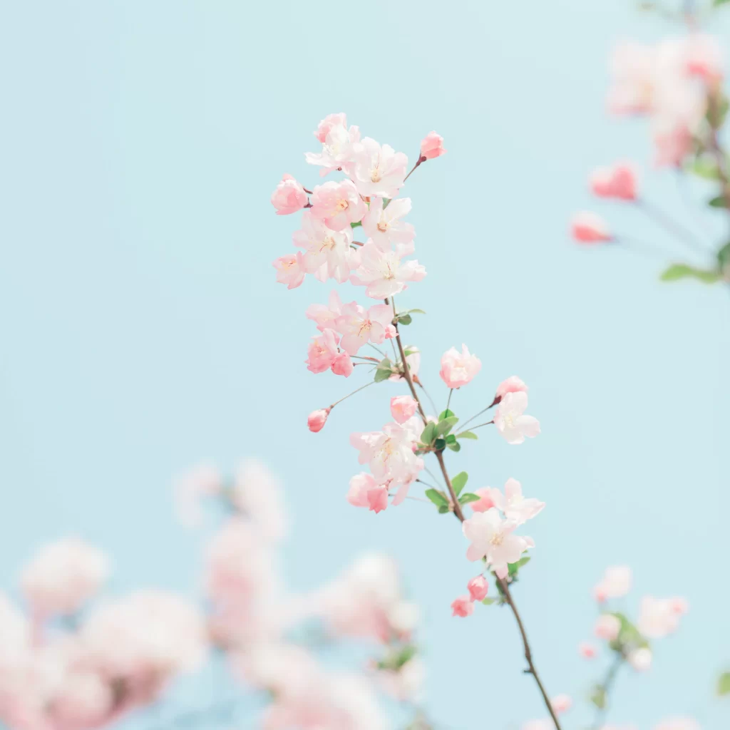 Pink Crabapple Blossom Petals Branch white Sky