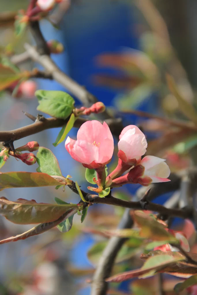 Pink Crabapple Blossom Petals gray Branches