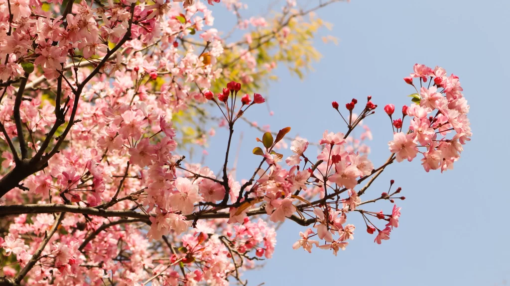 Pink Crabapple Blossom Petals gray Branches