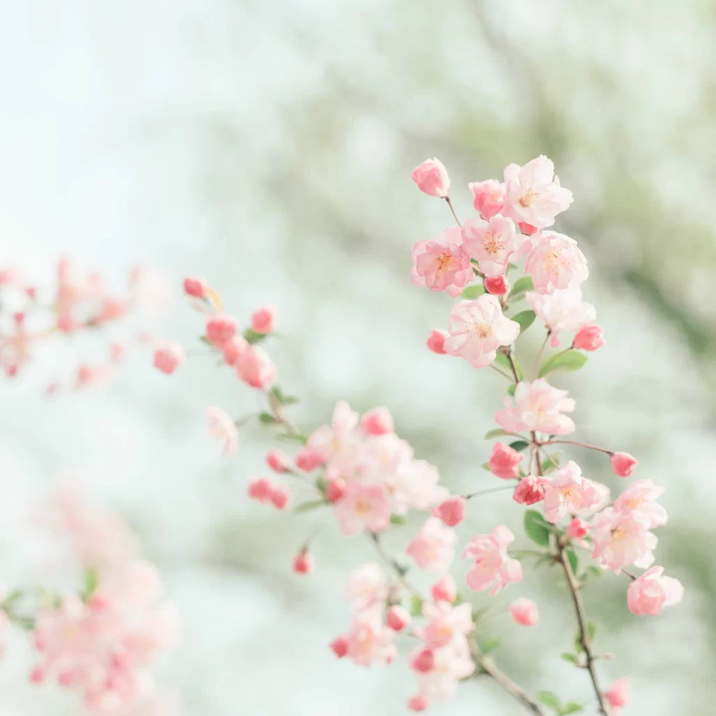 Pink Crabapple Blossom Petals white Branches