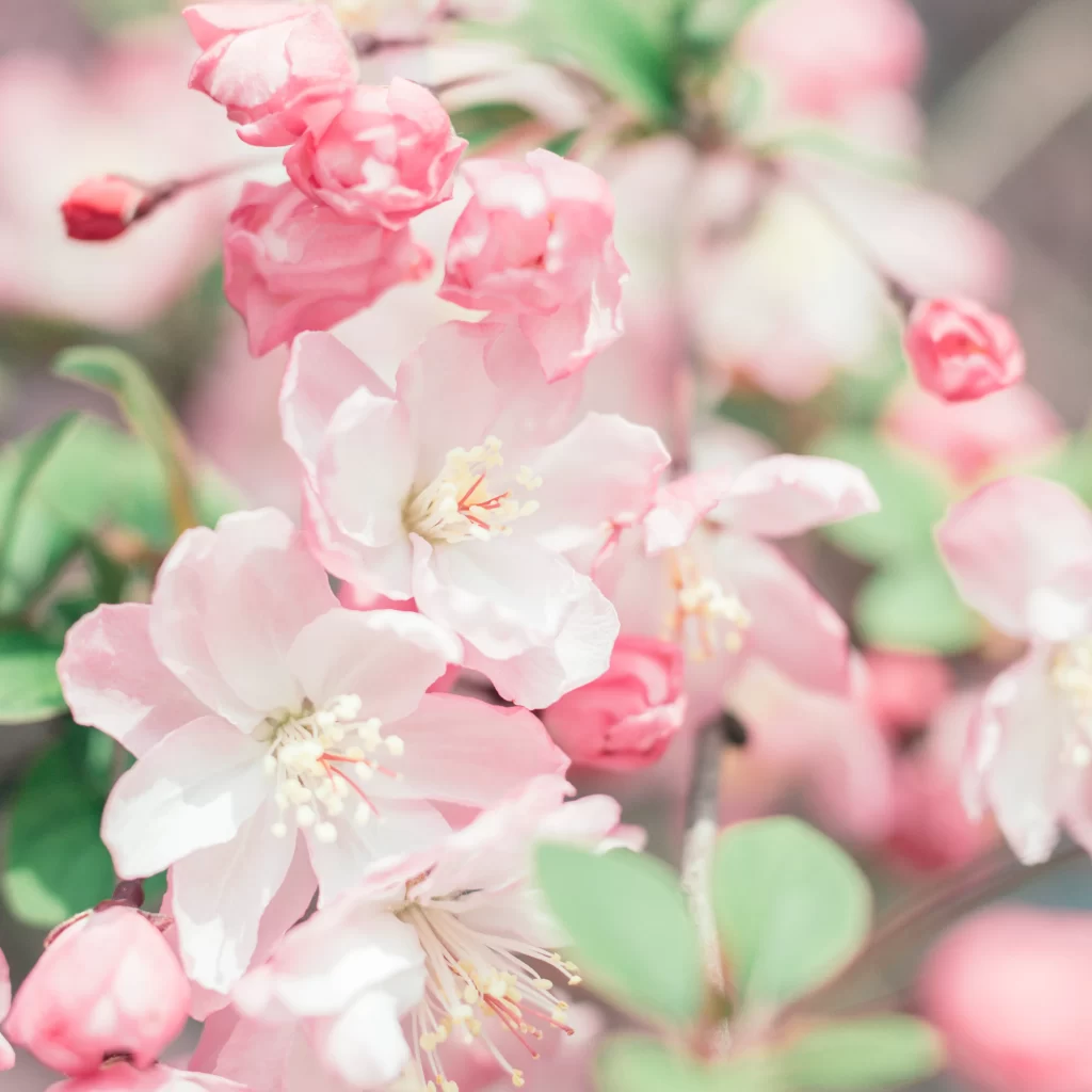 Pink Crabapple Blossom Petals Stamen Green gray Leaves