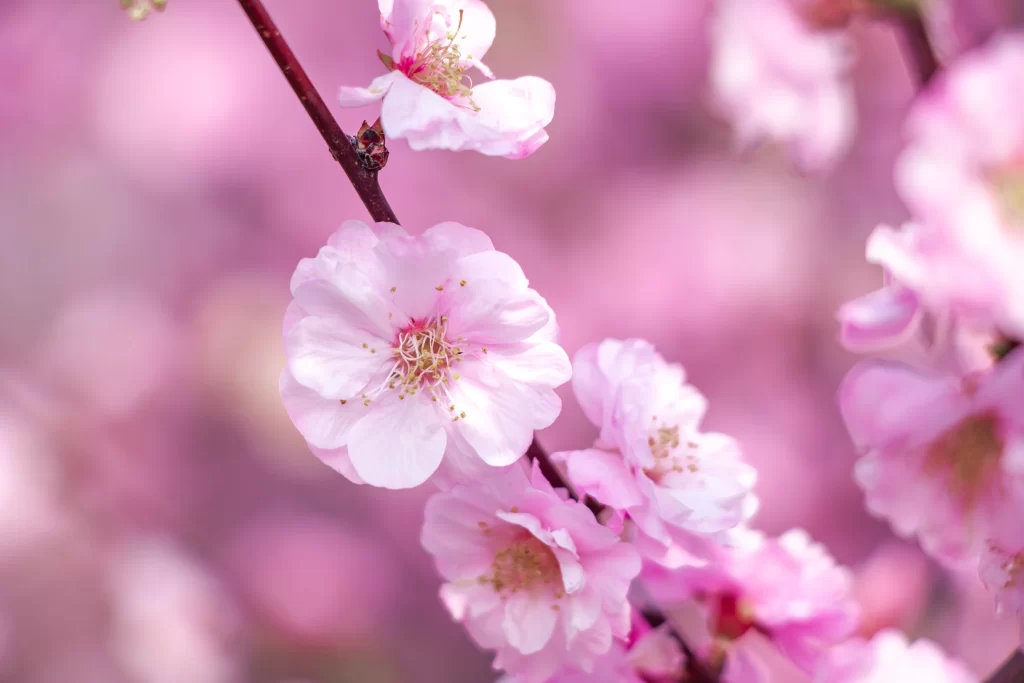 Pink Crabapple Blossom Petals warm Delicate