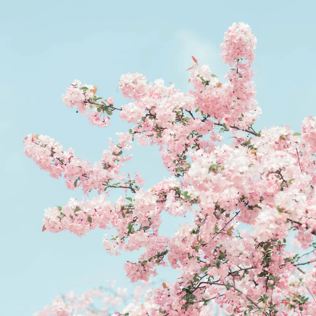Pink Crabapple Blossom Petals white Branches