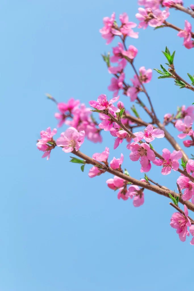 Pink Crabapple Blossom Petals Branches Blue cool Sky