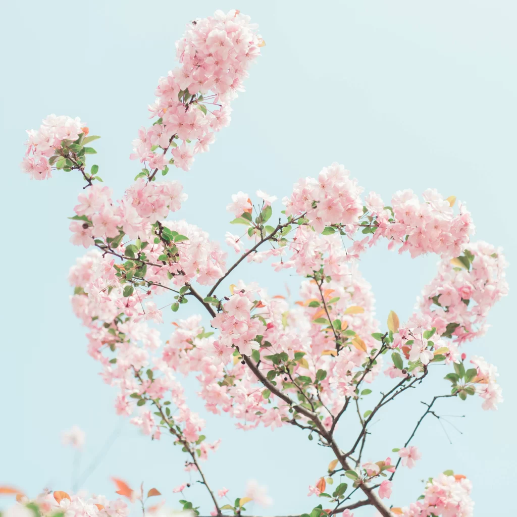 Pink Crabapple Blossom Petals Branches white Sky