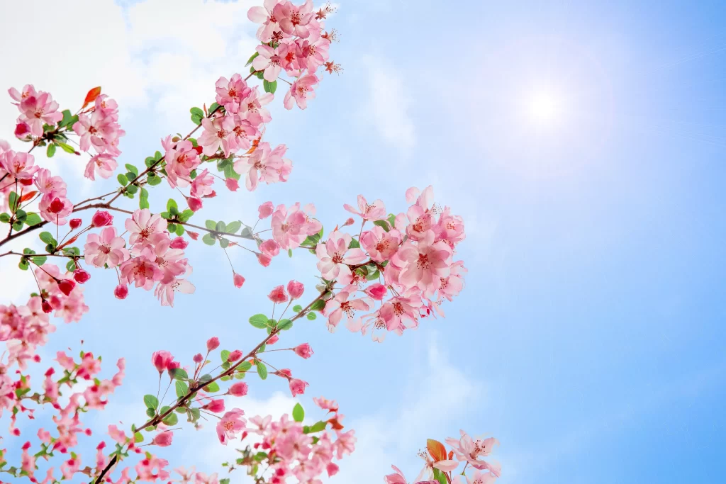 Pink Crabapple Blossom Petals Branches Blue Sky Sun