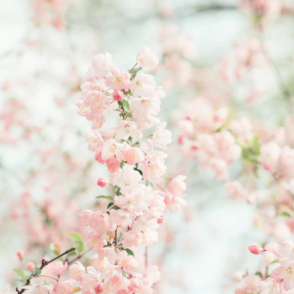 Pink Crabapple Blossom Petals Delicate Soft