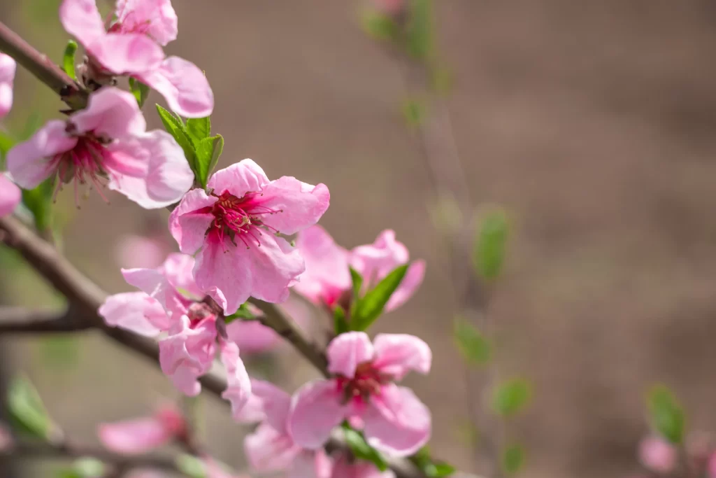 Pink Crabapple Blossom Petals warm Branch