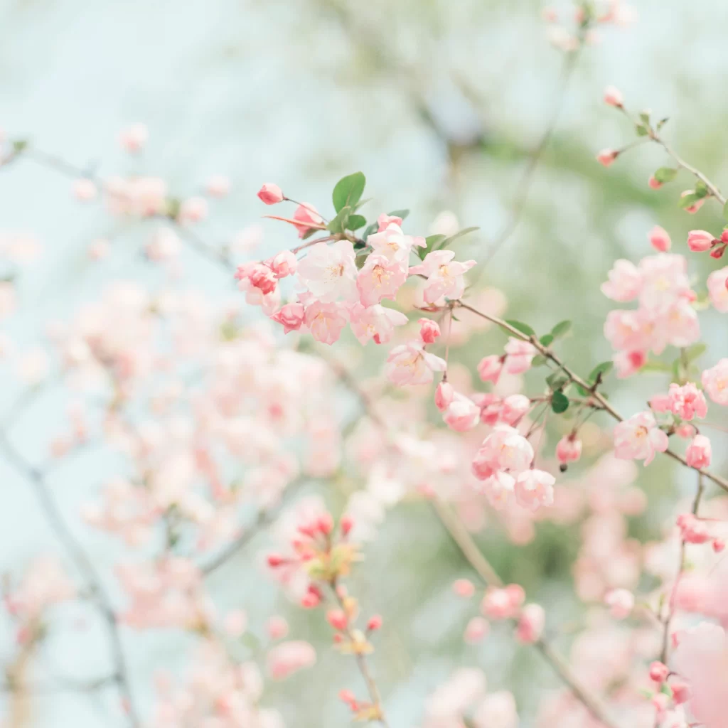 Pink Crabapple Blossom Petals white Branches
