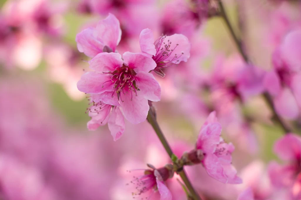 Pink Crabapple Blossom Petals warm Delicate