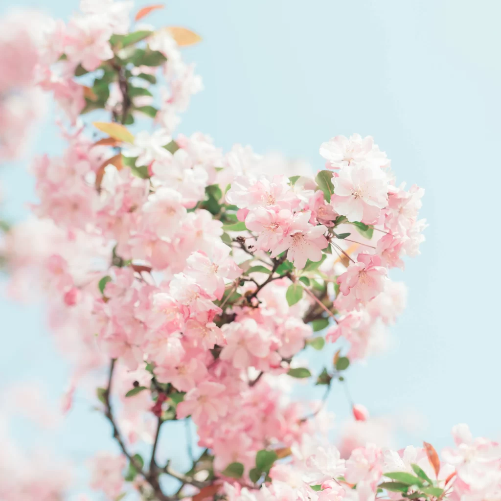 Pink Crabapple Blossom Petals white Branches