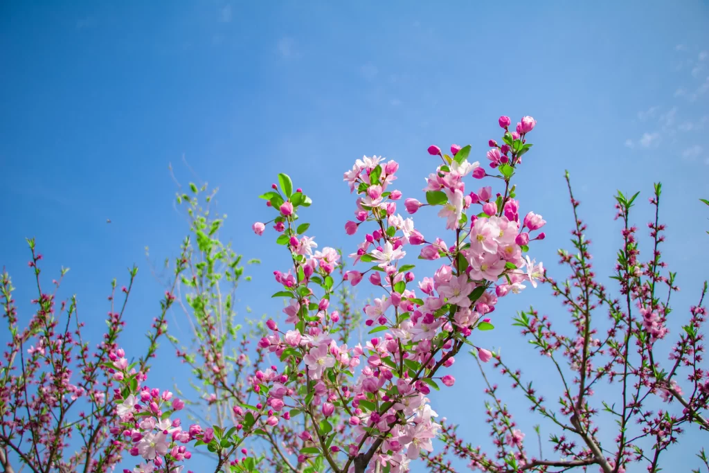 Pink Crabapple Blossom Petals Branches cool BlueSky