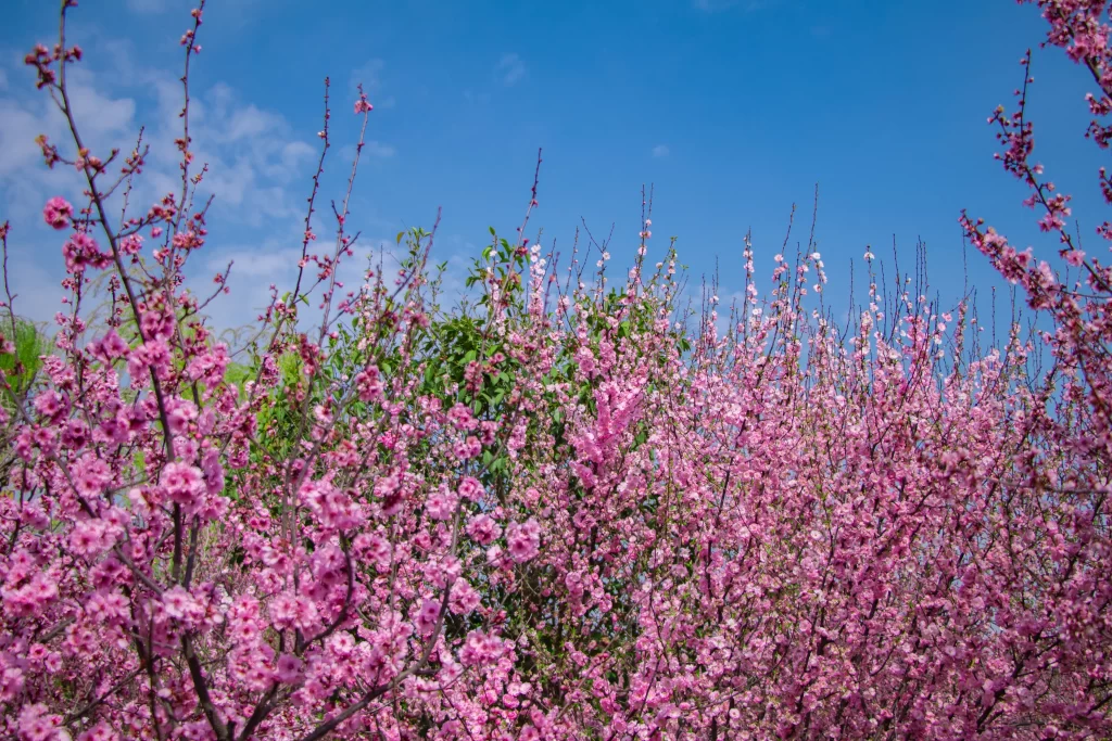 Pink Crabapple Blossom Petals Branches cool Sky