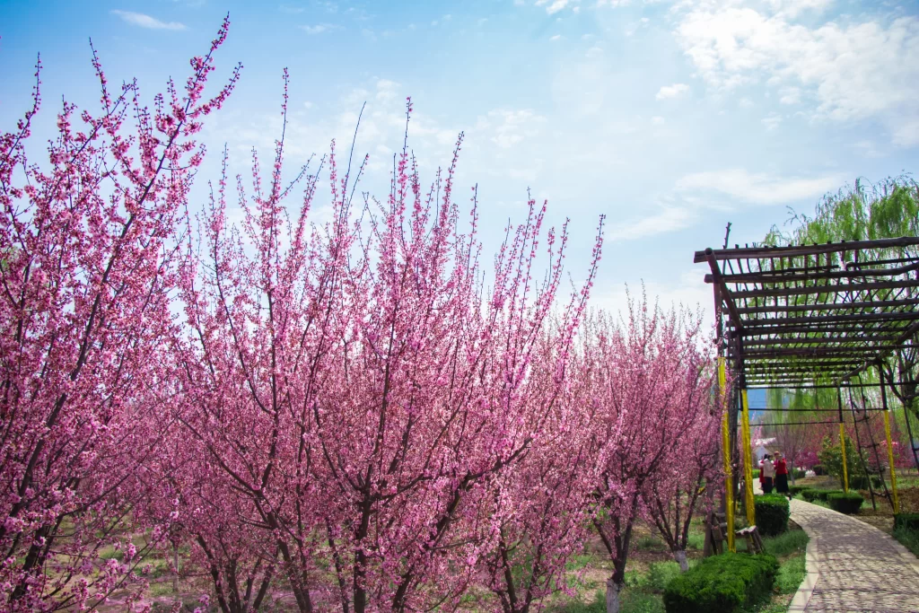 Pink Crabapple Blossom Petals Branches gray Sky
