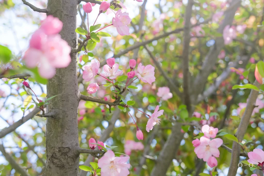 Pink Crabapple Blossom Petals gray Branches