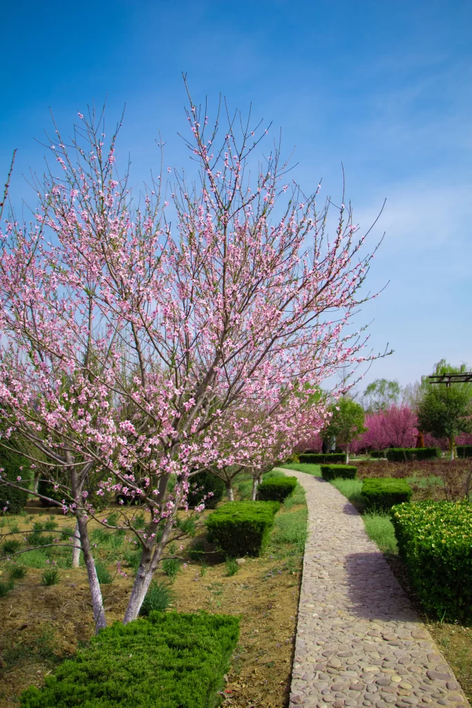 Pink Crabapple Blossom Petals Branches Pathway