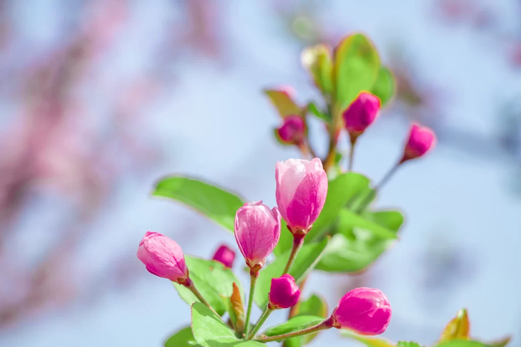 Pink Crabapple Blossom Petals Green gray Leaves