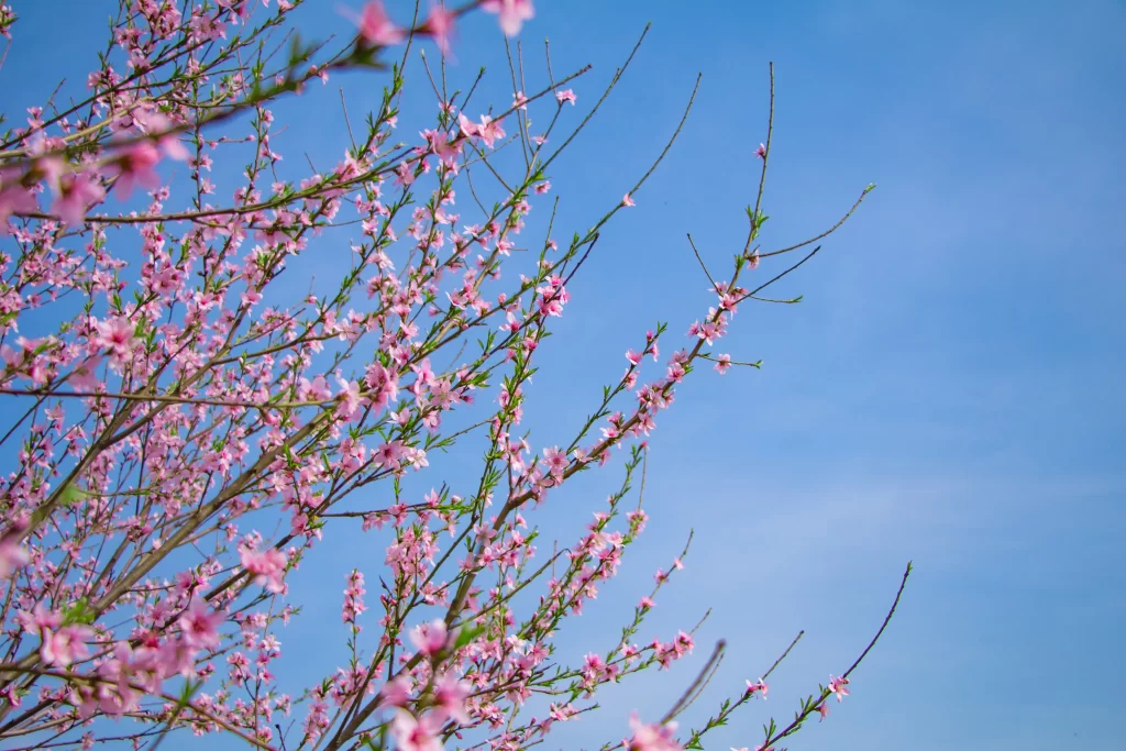 Pink Crabapple Blossom Petals Branches Blue cool Sky